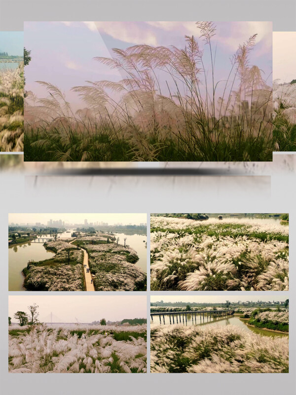 汉江湿地公园芦苇花开