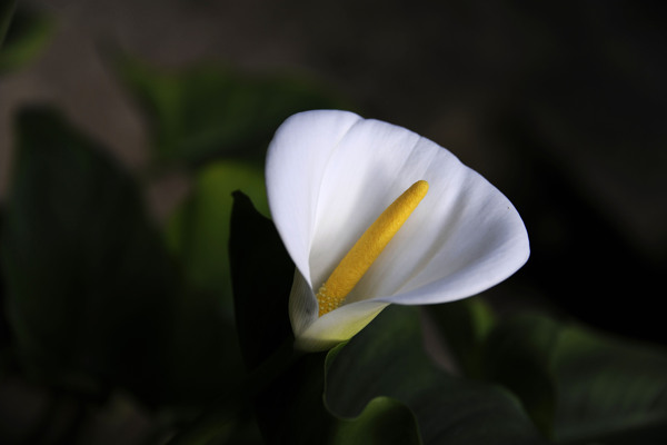 馬蹄蓮