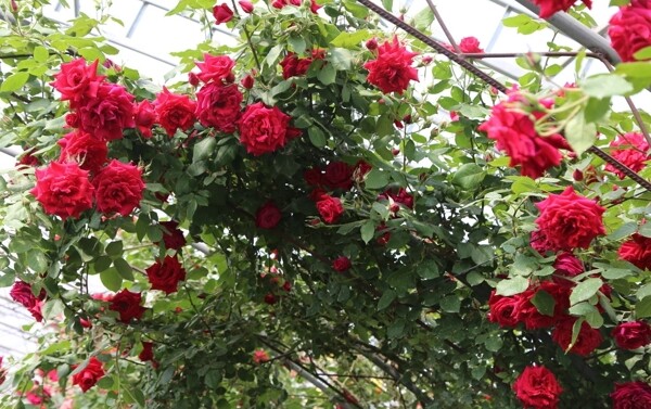 月季花