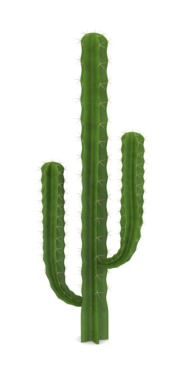 仙人掌植物