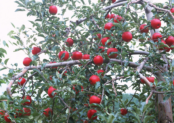 苹果树摄影图片图片