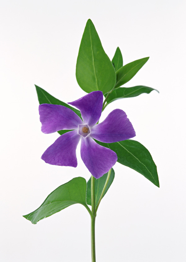 植物鮮花素材