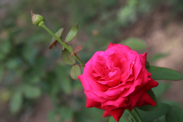 月季花圖片
