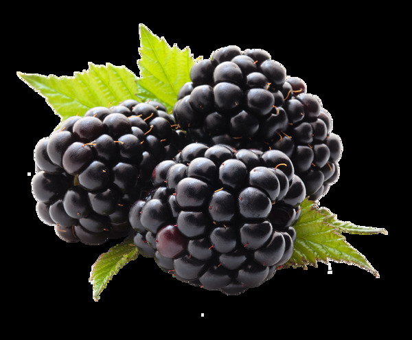 黑树莓水果野果美味