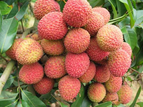 荔枝圖片