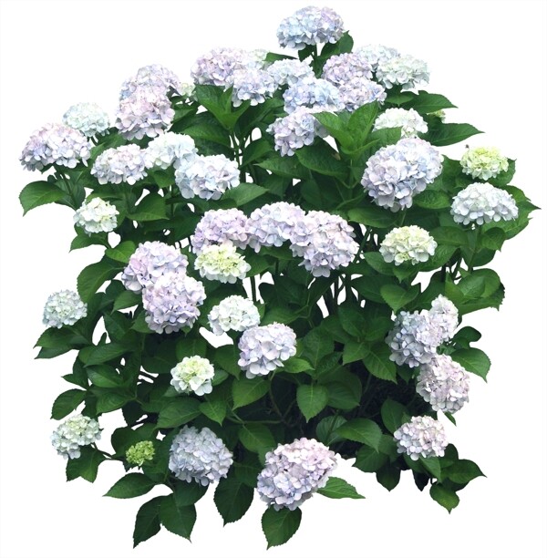 后期花素材