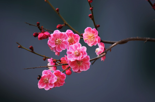 梅花圖片