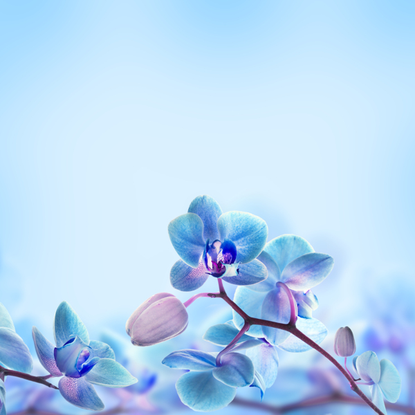 淡雅花朵背景圖片
