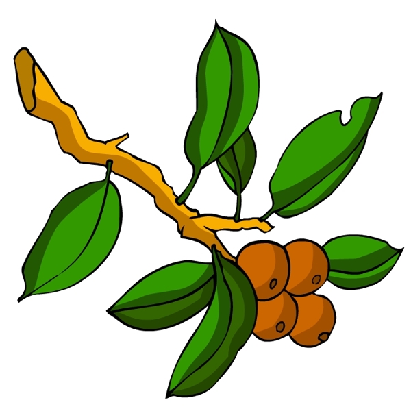花卉古典插畫