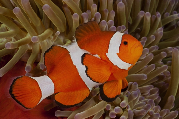 小丑魚
