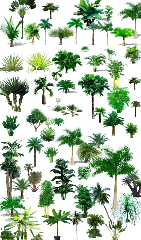 热带植物分层源文件图片