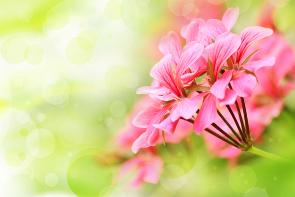 光斑與花朵圖片