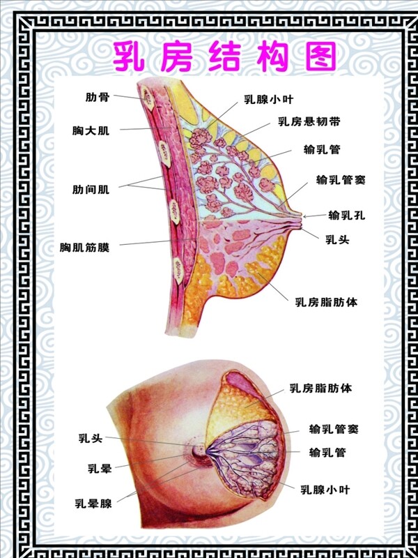 乳房结构图展板