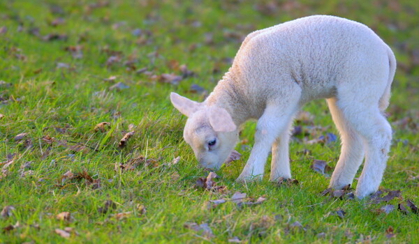 可爱动物小绵羊图片