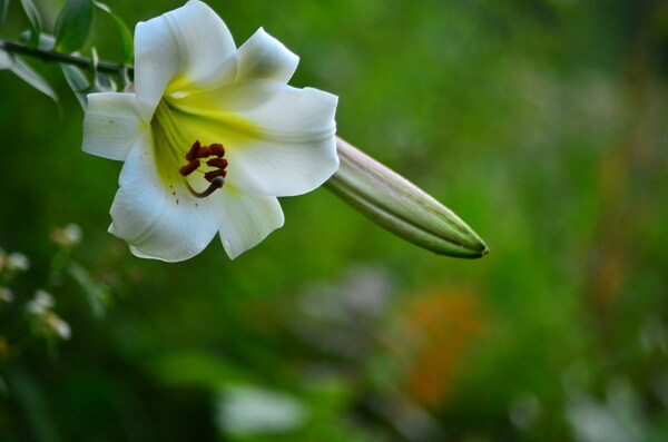 百合花