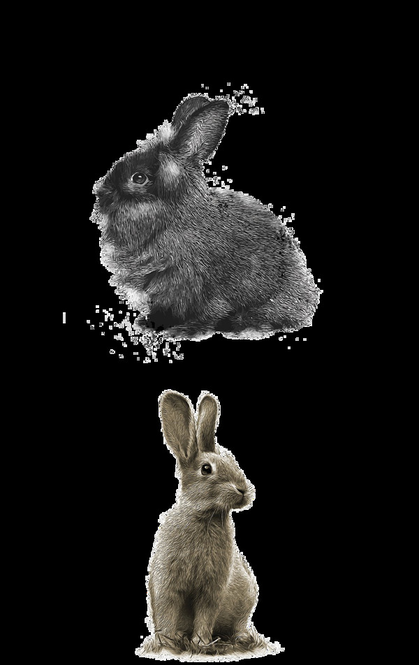 两只不同角度灰色可爱兔子