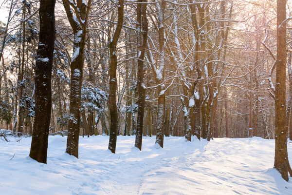 美丽树林雪景摄影
