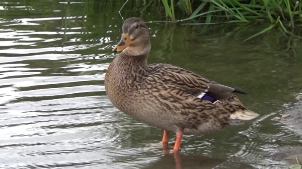 河边鸭子动物视频素材