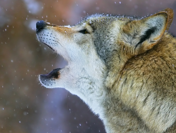 雪山里的狼動物高清圖片