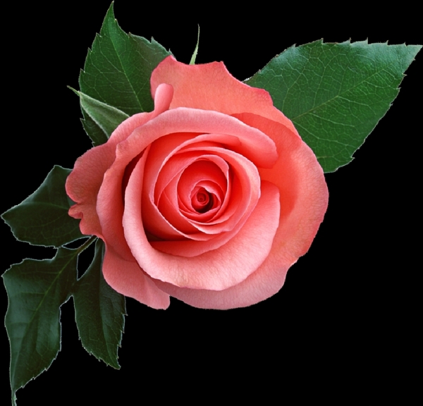 一朵粉红玫瑰免抠png透明图层