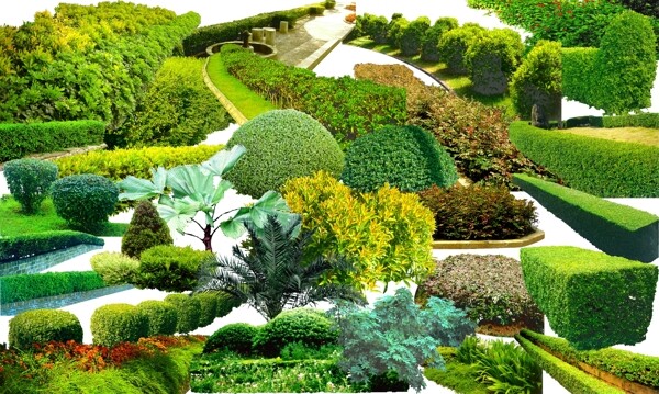 園林植物