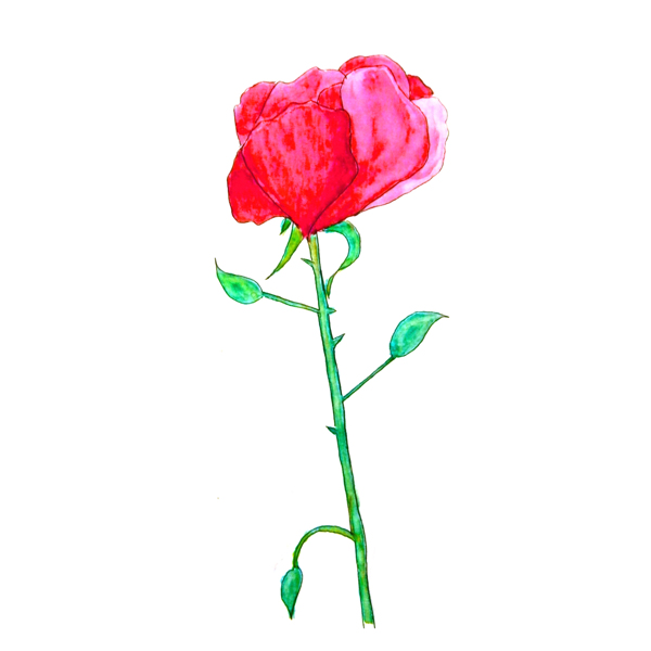 位圖植物寫意花卉花朵玫瑰免費素材