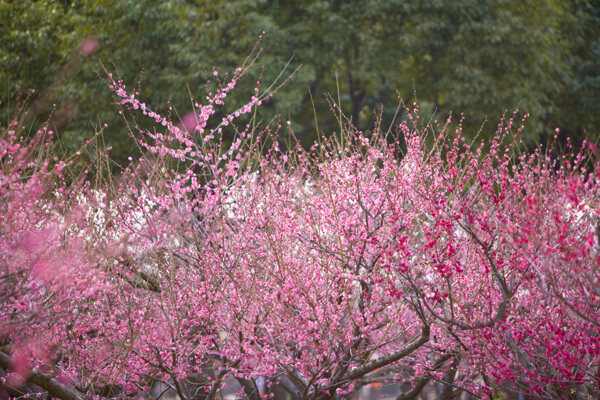 桃花绽放的桃树林图片