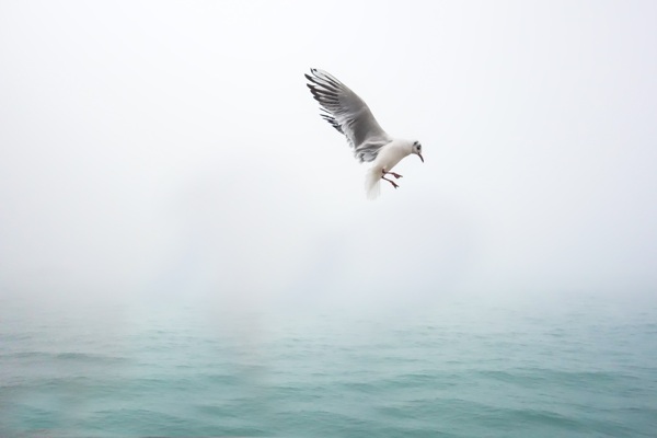 海鸟飞翔在海平面