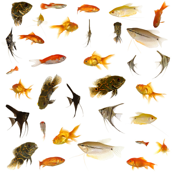 熱帶魚素材圖片
