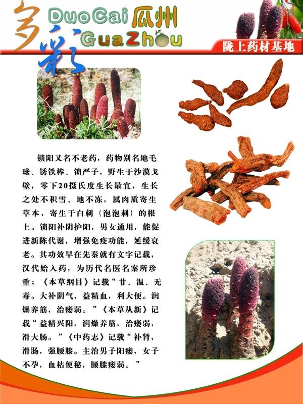 瓜州的鎖陽圖片