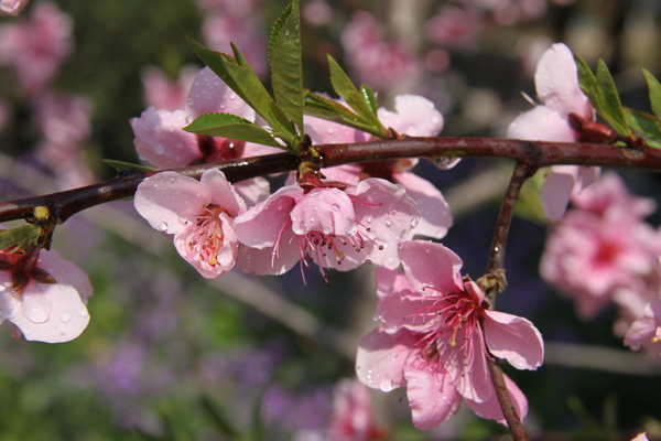 吼山桃花圖片