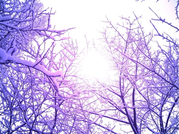 樹枝上的白雪