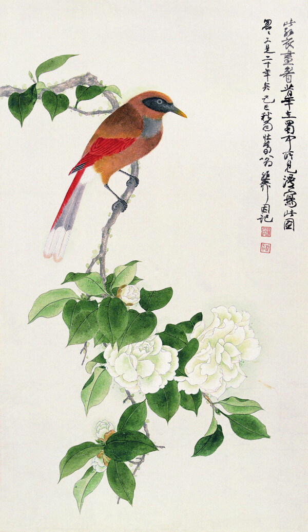 紅衣畫眉圖片