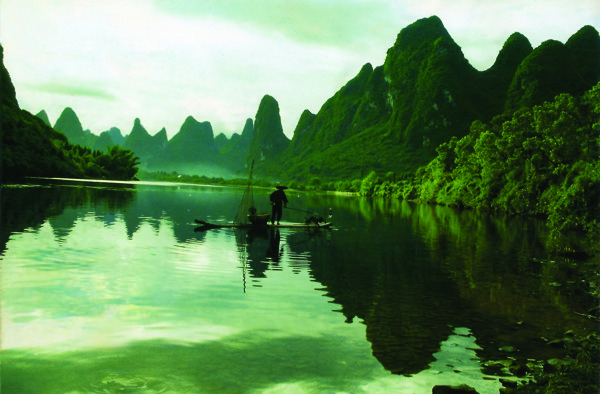 樹植物水風(fēng)景