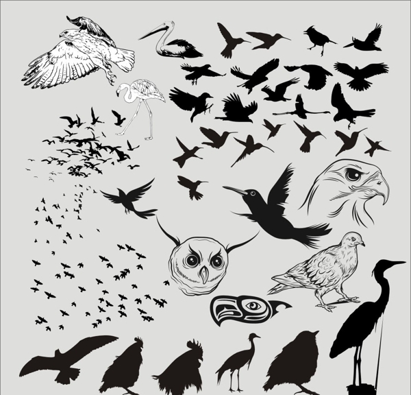 多款鳥矢量素材矢量鳥鷹鳥剪影矢量素材圖片