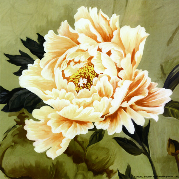 牡丹花圖片
