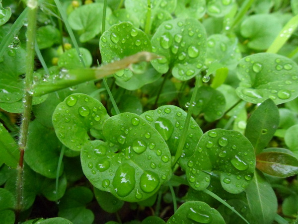 雨后綠葉圖片