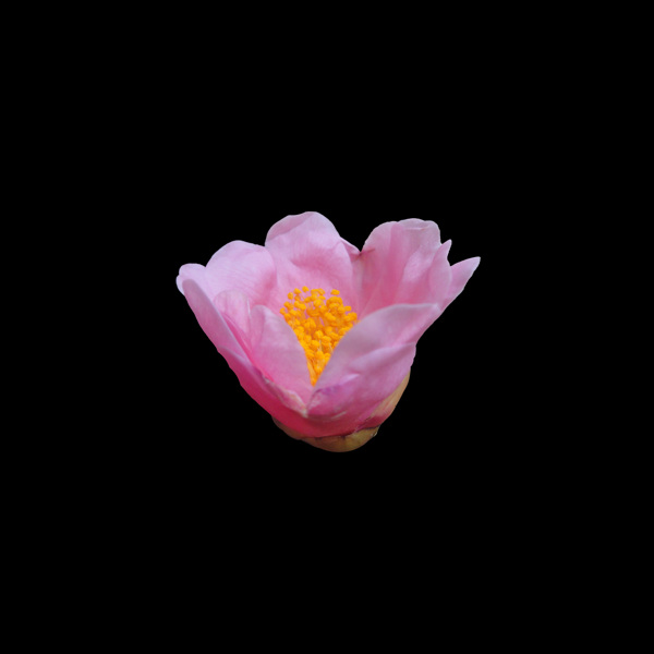 非矢量寫實花卉植物花朵免費素材