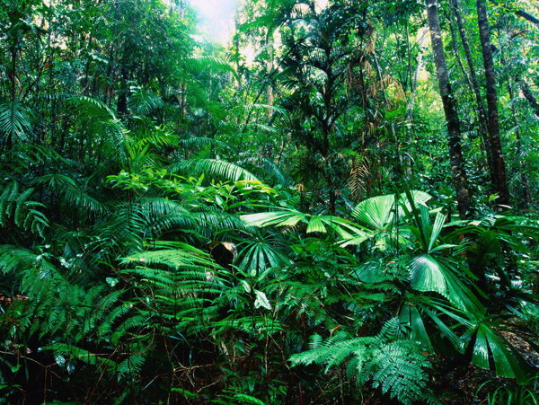 热带雨林丛林图片
