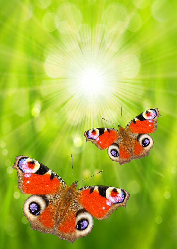 蝴蝶与绿色梦幻背景图片