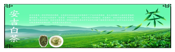安吉白茶
