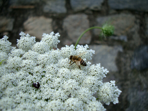山花上的蜜蜂图片