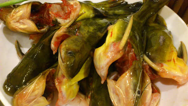 黃骨魚圖片