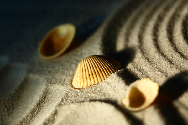 沙滩上的三个贝壳图片