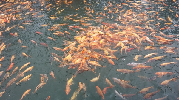 錦鯉鯉魚圖片