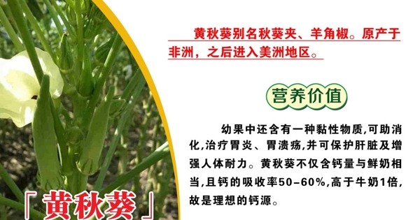 菜品介紹圖片