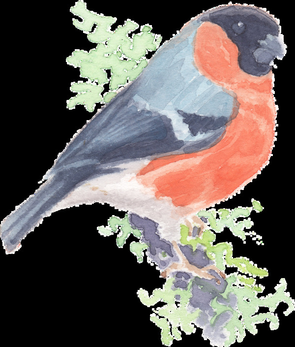 手绘黑红色站在树干上的小鸟水彩透明素材