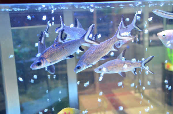 魚海底魚熱帶魚圖片