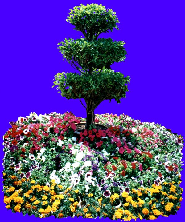 植物貼圖素材JPG1168