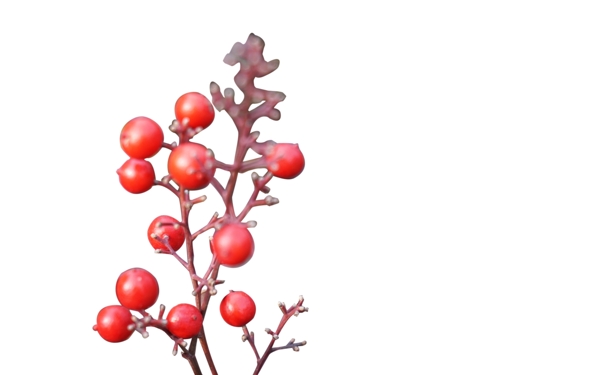 冬季圣诞红果植物PNG图片